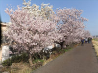 満開の春めき桜